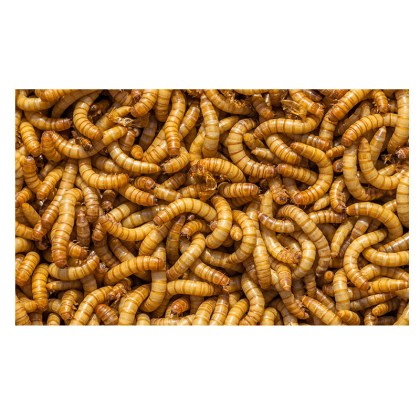 mealworms5kg800800