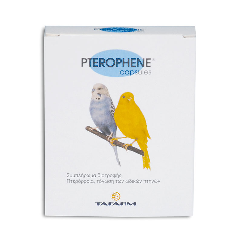 PTEROFHENE ΧΑΠΙ ΠΤΕΡΟΡΟΙΑΣ 20τεμ