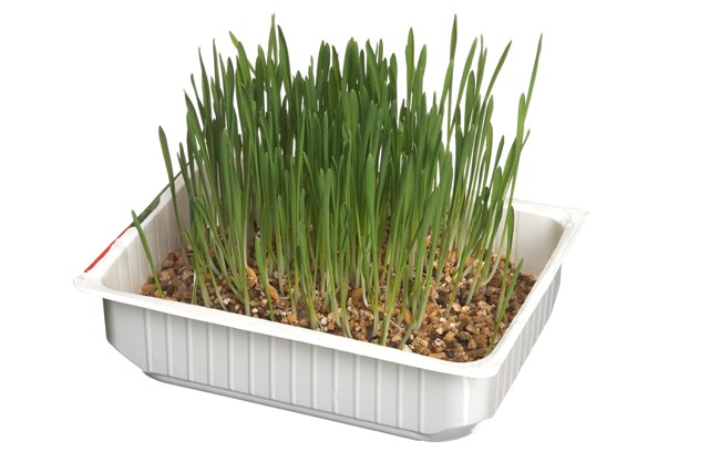 ΓΡΑΣΙΔΙ ΓΑΤΑΣ CAMON Cat grass (24)