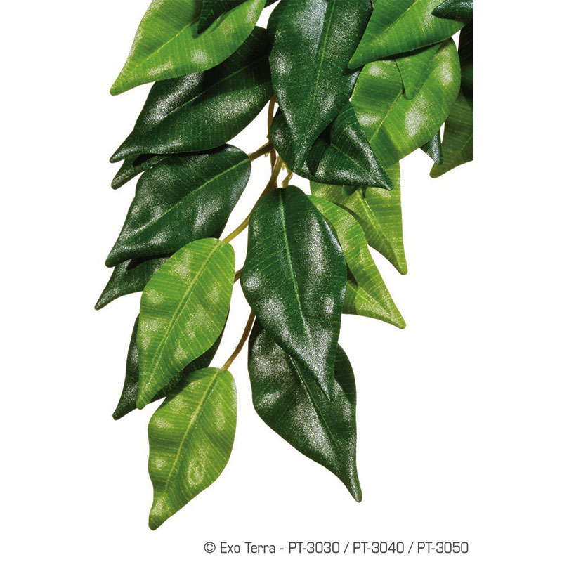 ΦΥΤΑ ΜΕΤΑΞΩΤΑ ΜΙΚΡΑ ΕΡΠΕΤΩΝ