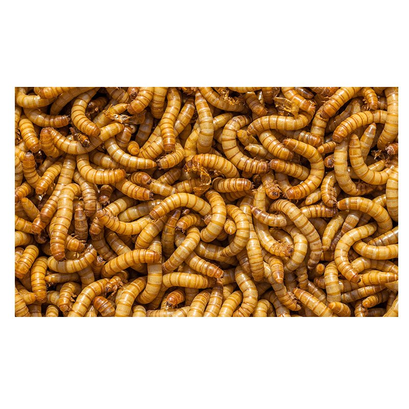 Σκουλίκι αποξηραμένο Mealworms 5kg