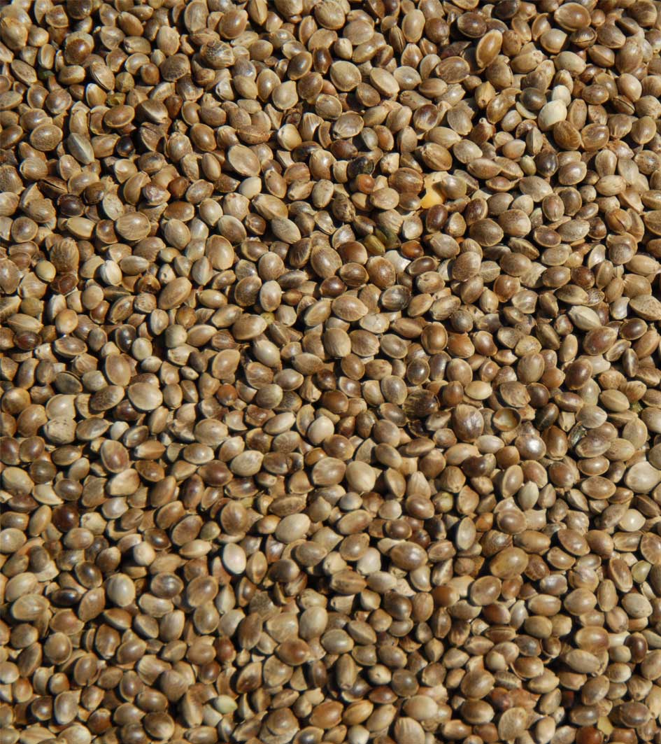 ΚΑΝΝΑΒΟΥΡΙ ZIPPY 3.75mm ΧΥΜΑ (GR)crop 2018 ΓΑΛΛΙΚΟ 20kg